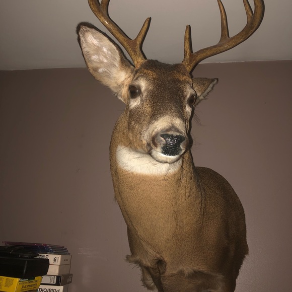 HI I’m Lisa POSH AMBASSADOR - Picture 6 of 7